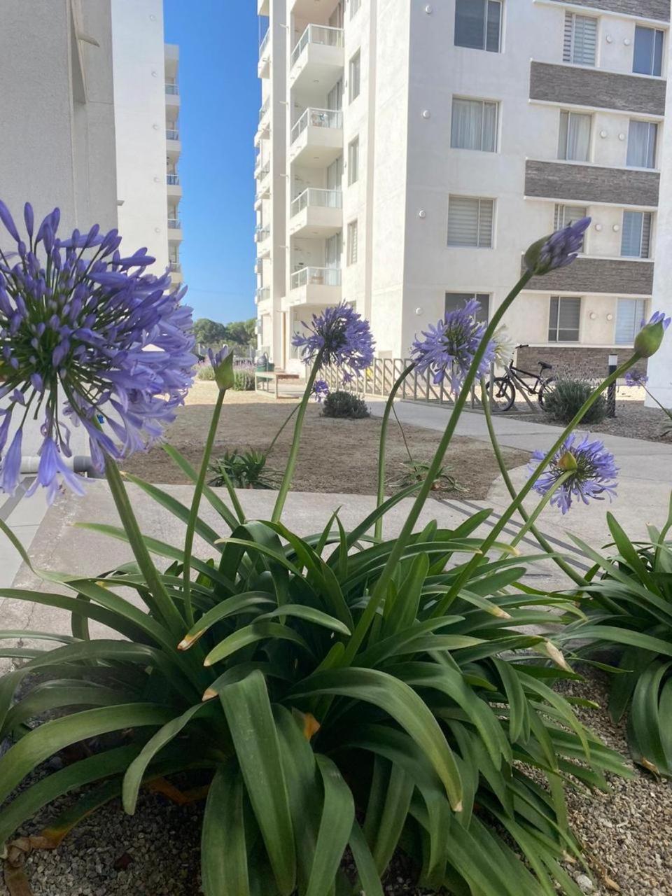 Hermoso Departamento A Pasos De Avenida Del Mar * La Serena
